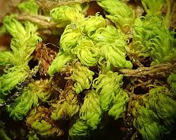 Attēlu rezultāti vaicājumam “Encalypta”