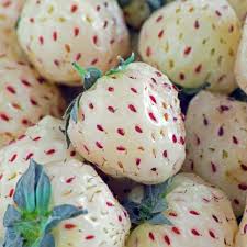 Attēlu rezultāti vaicājumam “Fragaria x ananassa fruit”