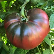 Afbeeldingsresultaat voor dark purple beefsteak tomato