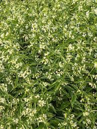 Attēlu rezultāti vaicājumam “Vincetoxicum hirundinaria flower”