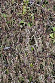 Attēlu rezultāti vaicājumam “Cladonia ochrochlora”