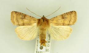 Attēlu rezultāti vaicājumam “Diarsia florida”