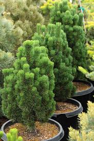 Attēlu rezultāti vaicājumam “Pinus mugo”