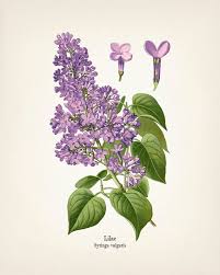 Attēlu rezultāti vaicājumam “Syringa vulgaris”