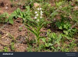 Attēlu rezultāti vaicājumam “Cephalanthera longifolia”