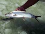 Bangus or Milkfish Cultivation Systems in the Philippines - Marine ...