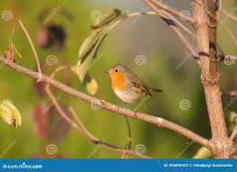 Attēlu rezultāti vaicājumam “Erithacus rubecula adult”
