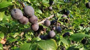 Attēlu rezultāti vaicājumam “Prunus cerasifera fruit”