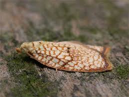 Attēlu rezultāti vaicājumam “Acleris forsskaleana”