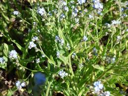 Attēlu rezultāti vaicājumam “Myosotis stricta”