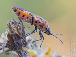 Attēlu rezultāti vaicājumam “Corizus hyoscyami imago”