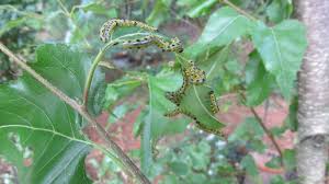 Attēlu rezultāti vaicājumam “Diprion pini female”