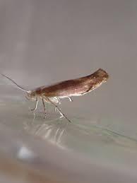 Attēlu rezultāti vaicājumam “Argyresthia albistria”