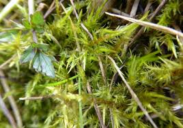 Attēlu rezultāti vaicājumam “Calliergonella cuspidata”