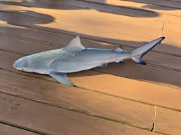 Image result for Carcharhinus leucas