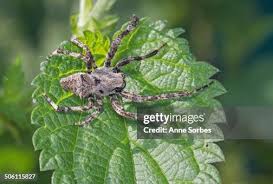 Attēlu rezultāti vaicājumam “Araneus angulatus”