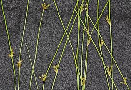 Attēlu rezultāti vaicājumam “Juncus filiformis”