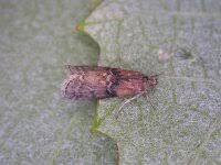 Attēlu rezultāti vaicājumam “Sciota adelphella”