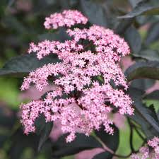 Attēlu rezultāti vaicājumam “Sambucus nigra flower”