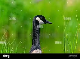 Attēlu rezultāti vaicājumam “Branta canadensis adult”