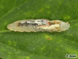 Attēlu rezultāti vaicājumam “Syrphus sp. larva”