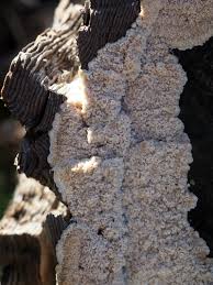 Attēlu rezultāti vaicājumam “Phlebia serialis”