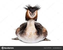 Attēlu rezultāti vaicājumam “Podiceps cristatus”