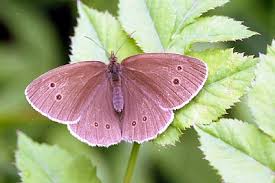 Attēlu rezultāti vaicājumam “Aphantopus hyperantus”