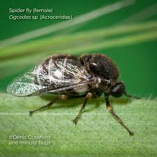 Attēlu rezultāti vaicājumam “Aphrophoridae nymph”