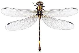 Attēlu rezultāti vaicājumam “Gomphidae”