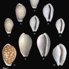 Attēlu rezultāti vaicājumam “Cribraria sp.”