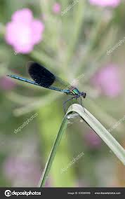 Attēlu rezultāti vaicājumam “Calopteryx splendens”