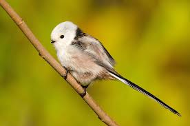 Attēlu rezultāti vaicājumam “Aegithalos caudatus adult”