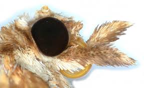 Attēlu rezultāti vaicājumam “Eulithis mellinata”