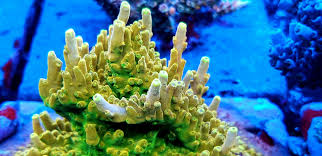 Image result for Sapphire Acro