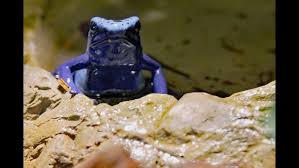 Image result for blauer baumsteiger