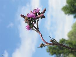 Attēlu rezultāti vaicājumam “Cirsium palustre”