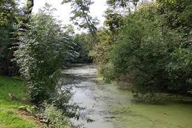 Image result for Hendon CC