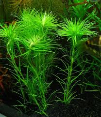 Attēlu rezultāti vaicājumam “Glyceria fluitans fruit”