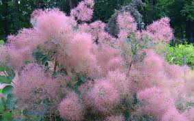 Attēlu rezultāti vaicājumam “Cotinus coggygria”