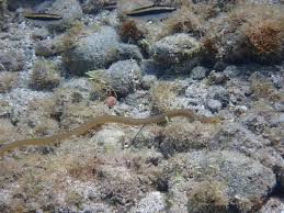Image result for Anguilla rostrata