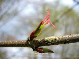 Attēlu rezultāti vaicājumam “Cercidiphyllum japonicum flower”