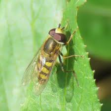 Attēlu rezultāti vaicājumam “Eupeodes nielseni”