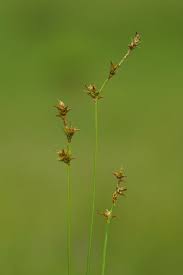 Attēlu rezultāti vaicājumam “Carex echinata”
