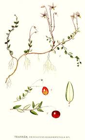 Attēlu rezultāti vaicājumam “Oxycoccus leaf”