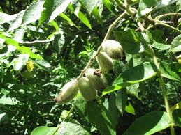 Attēlu rezultāti vaicājumam “Juglans cinerea fruit”