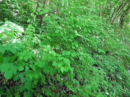 Attēlu rezultāti vaicājumam “Spiraea chamaedryfolia”
