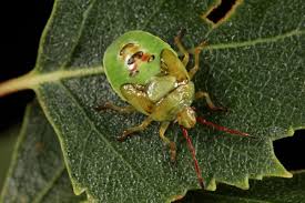Attēlu rezultāti vaicājumam “Elasmostethus interstinctus nymph”