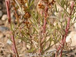 Image result for Artemisia caudata