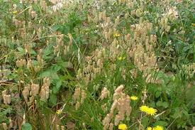 Attēlu rezultāti vaicājumam “Briza media fruit”